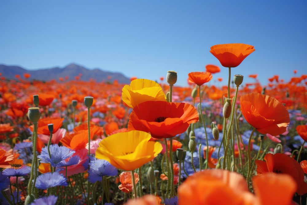 Vibrant and expansive field of poppies under a bright blue petal landscape outdoors.