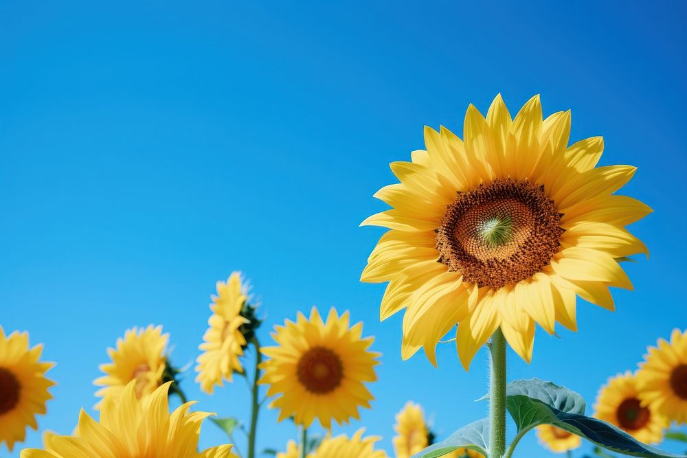 Vibrant and expansive field of Sunflower under a bright blue sunflower outdoors blossom.
