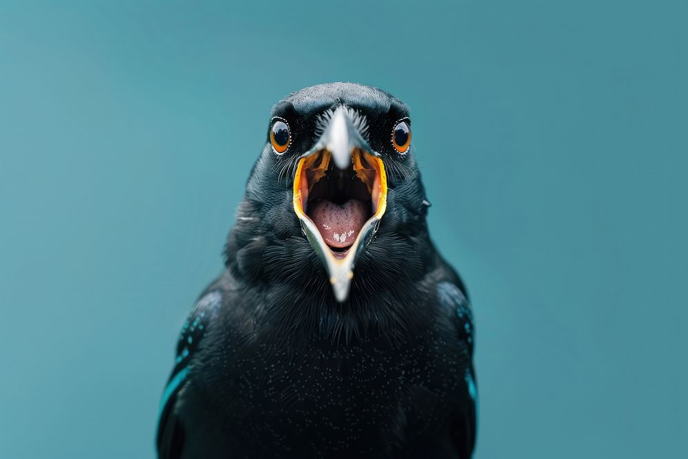 Photo of shocked bird face blackbird agelaius.