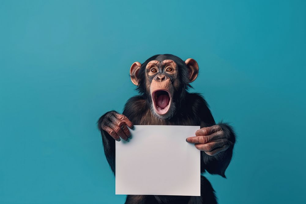 Photo of shocked chimpanzee surprised wildlife face.