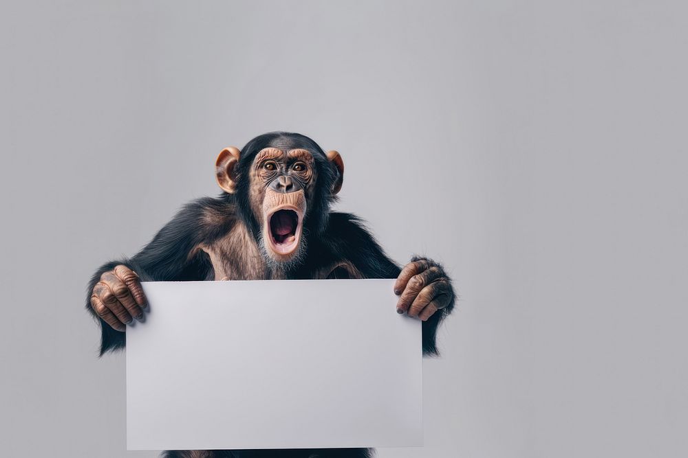 Photo of shocked chimpanzee wildlife face person.