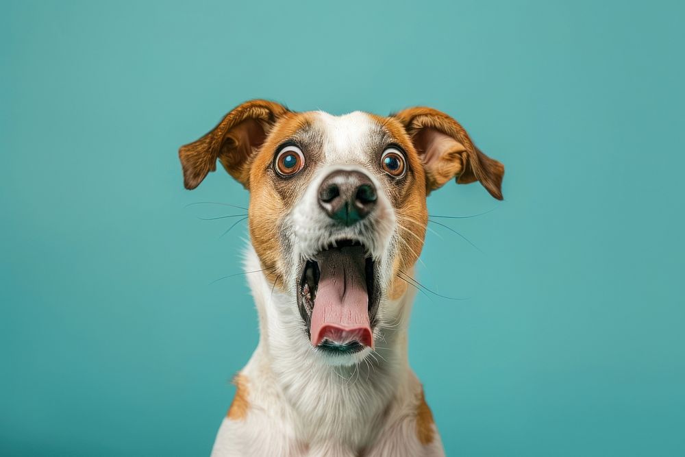Photo of shocked dog face pet animal.