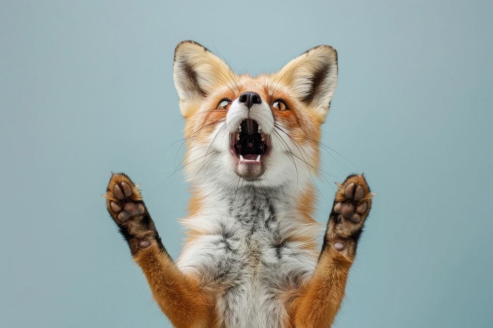 Photo of shocked fox wildlife pet animal.