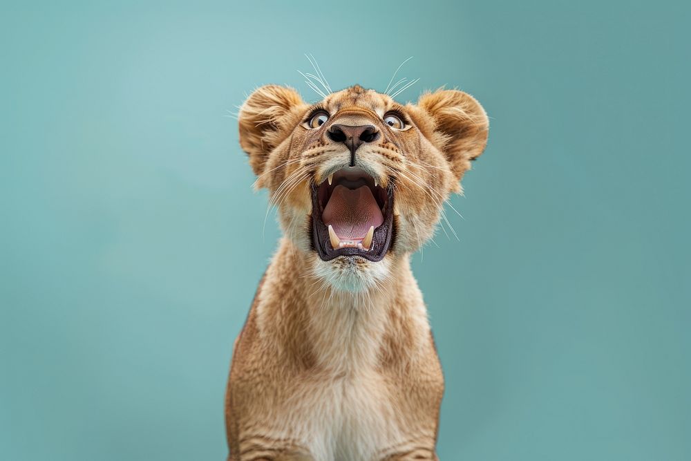 Photo of shocked lion wildlife panther leopard.