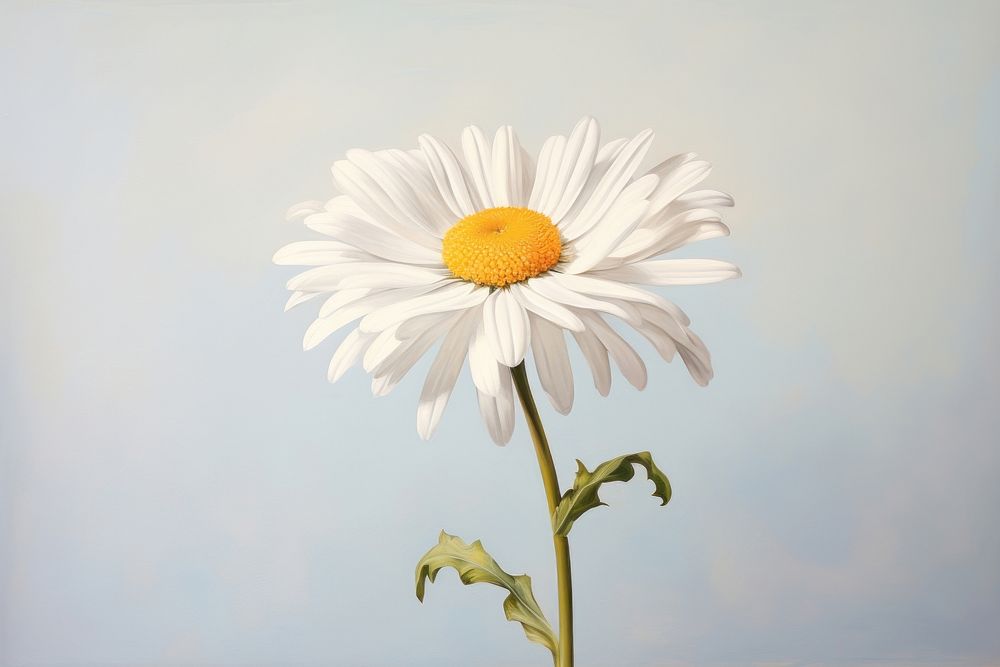 Oil painting of a close up on pale a daisy flower asteraceae blossom plant.