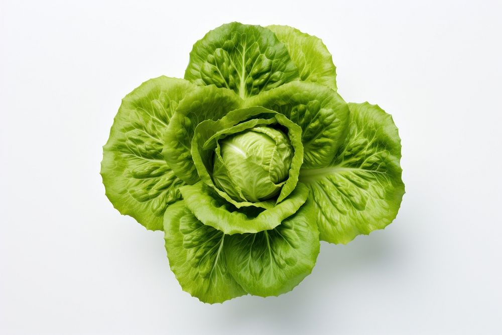 Lettuce vegetable produce plant.