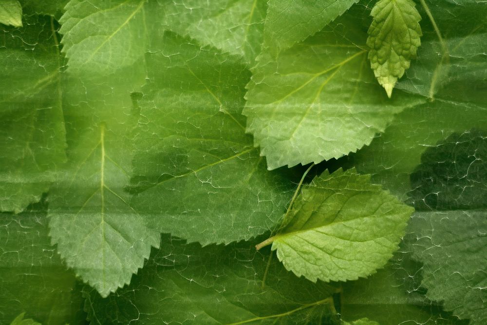 Plant fibre mulberry paper green vegetation sycamore.