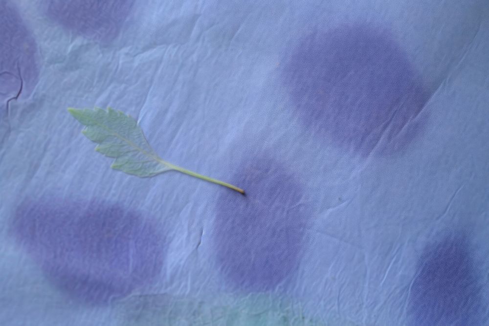 Plant fibre mulberry paper stain leaf.