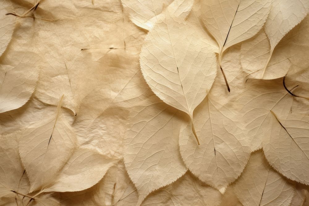 Plant fibre mulberry paper texture leaf wood.