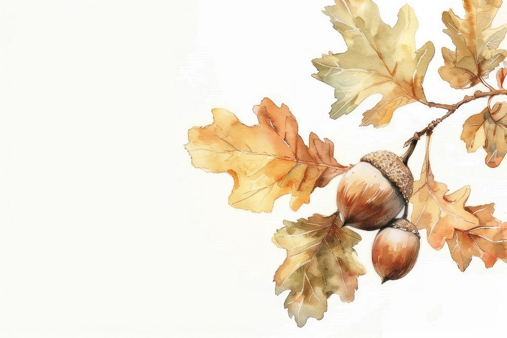 Acorn frame watercolor backgrounds plant food.