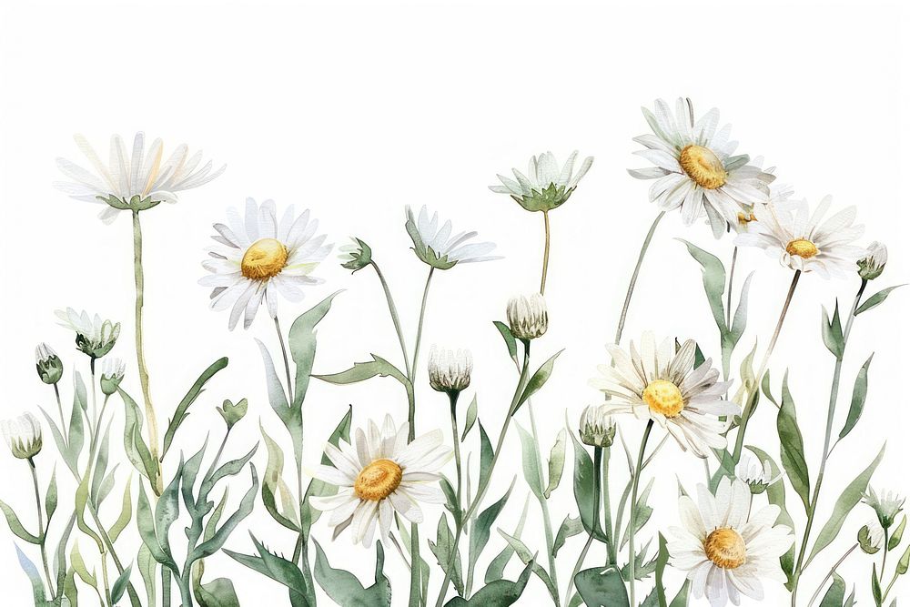 Chamomile border watercolor backgrounds flower daisy.