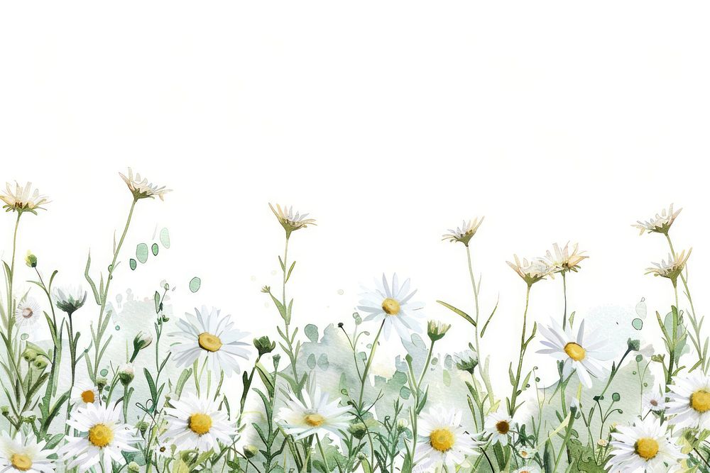 Chamomile border watercolor backgrounds outdoors flower.