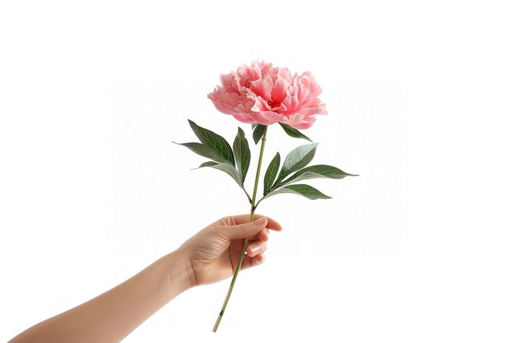 Hand holding a peony flower plant rose.