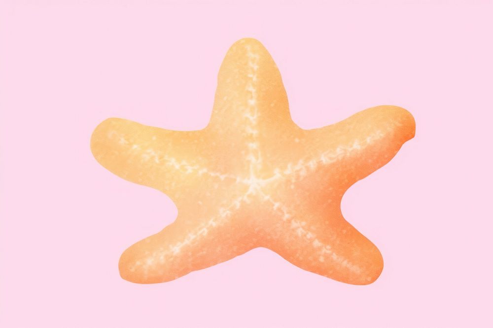 Starfish shape food invertebrate.
