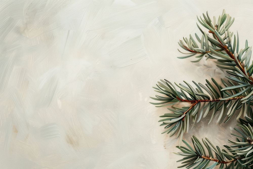 Close up on pale American pine leaf backgrounds christmas plant.
