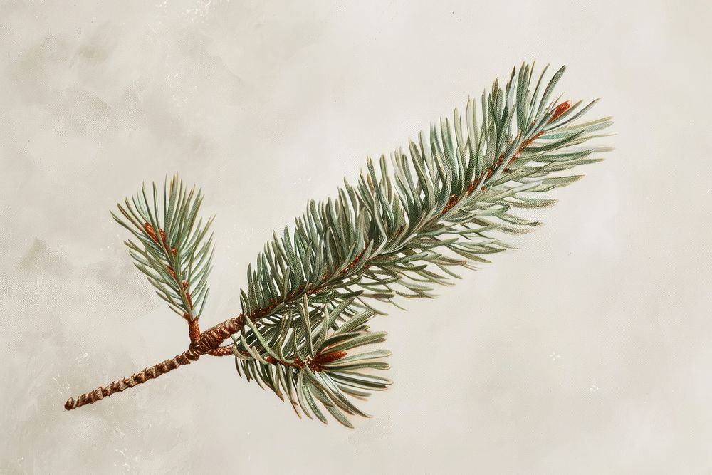 Close up on pale American pine leaf plant tree fir.