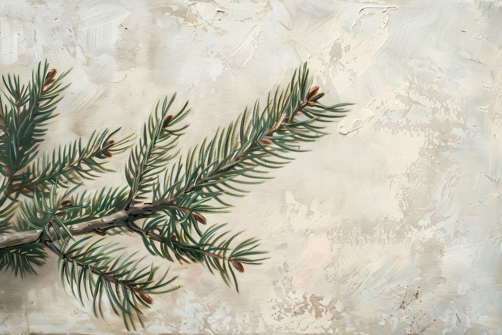 Close up on pale American pine leaf backgrounds painting spruce.