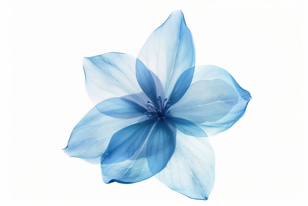 Minimalist Blue flower accessories accessory.