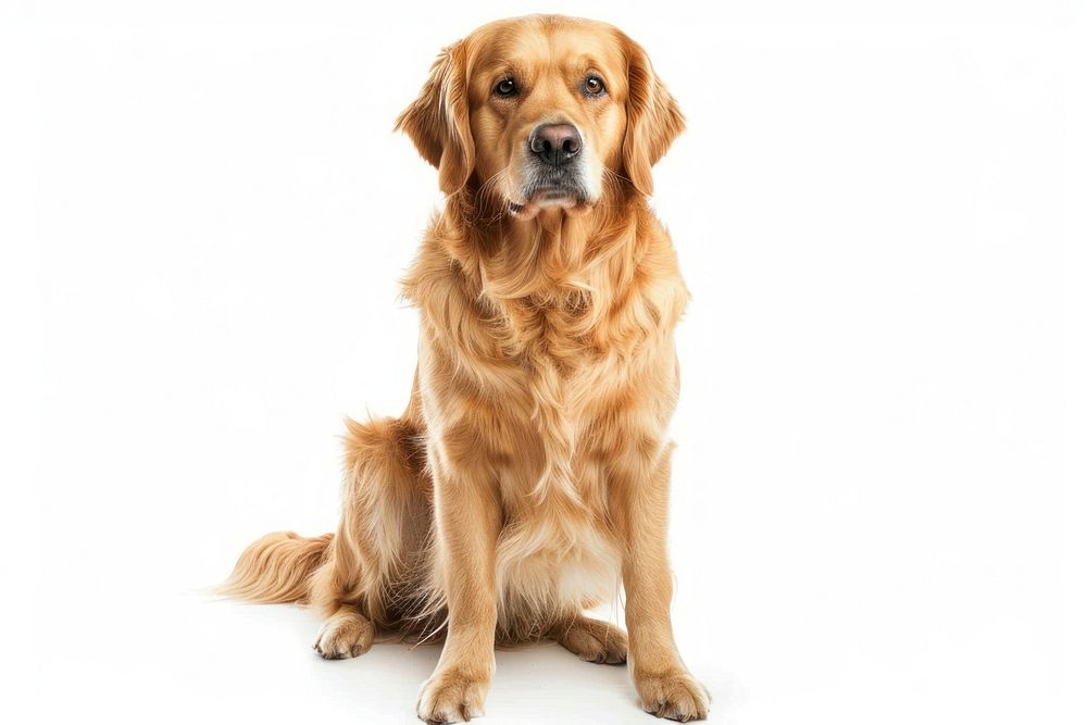 Golden retriever sitting mammal animal pet.