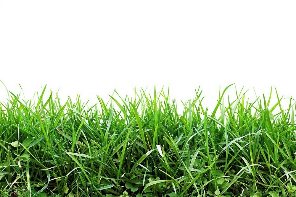 Grass border backgrounds plant green.