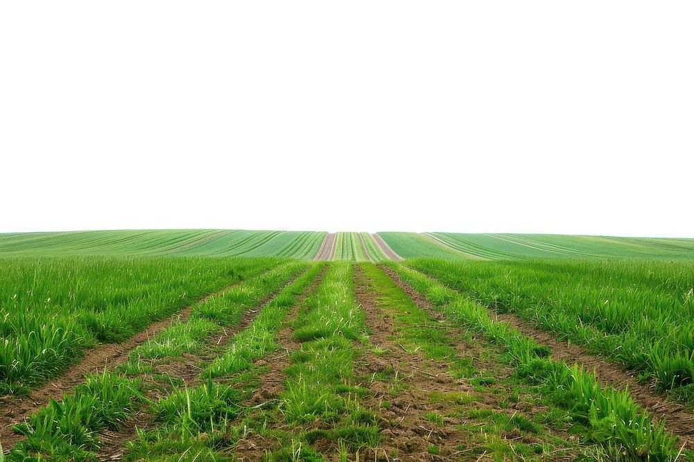 Short field agriculture backgrounds outdoors.