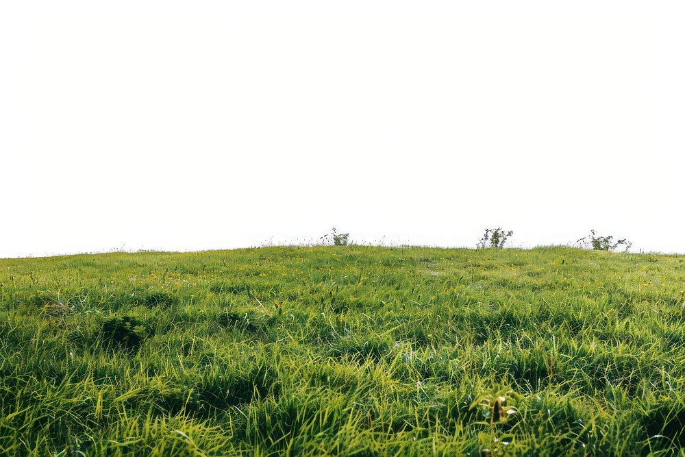 Short field grassland outdoors pasture.