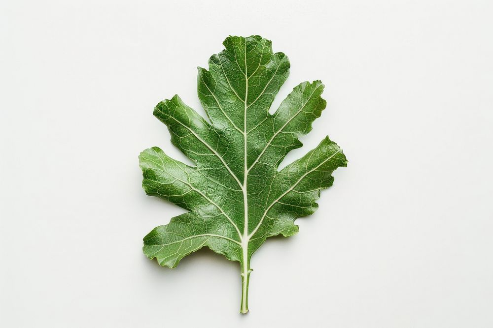 Artichoke leaf vegetable arugula produce.