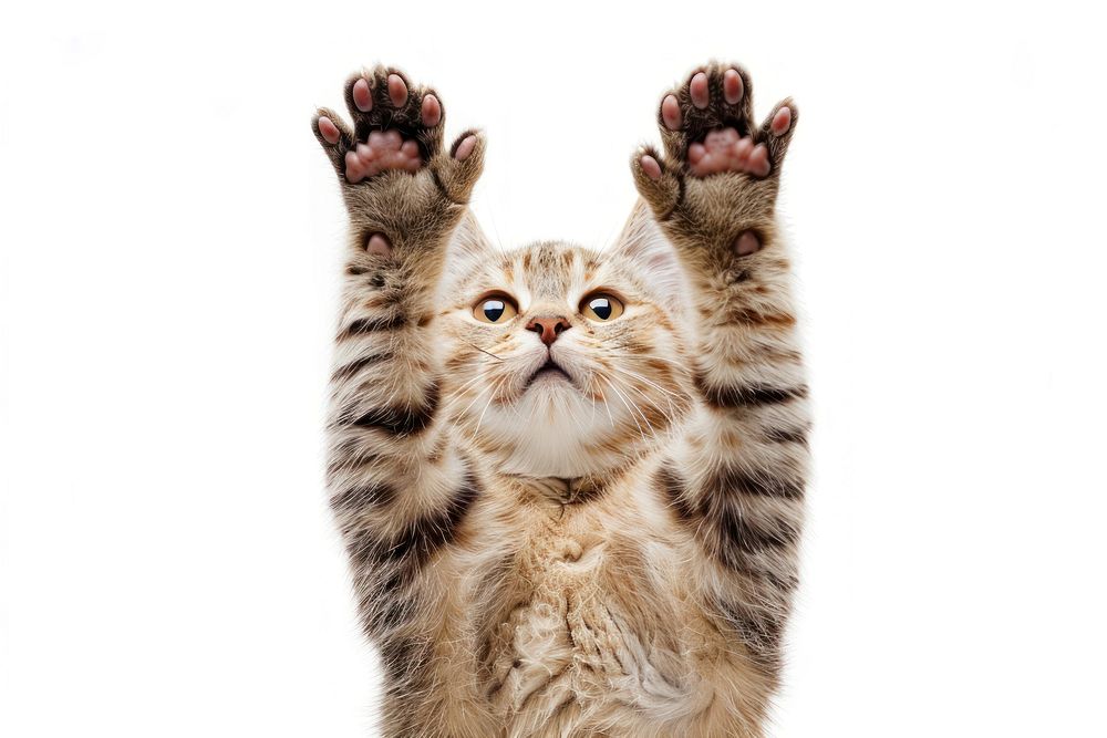 Cat holds up two fingers animal mammal kitten.