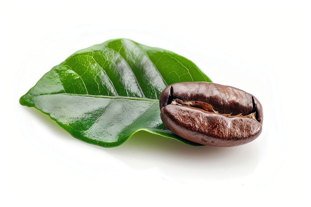 Coffee bean plant leaf white background.