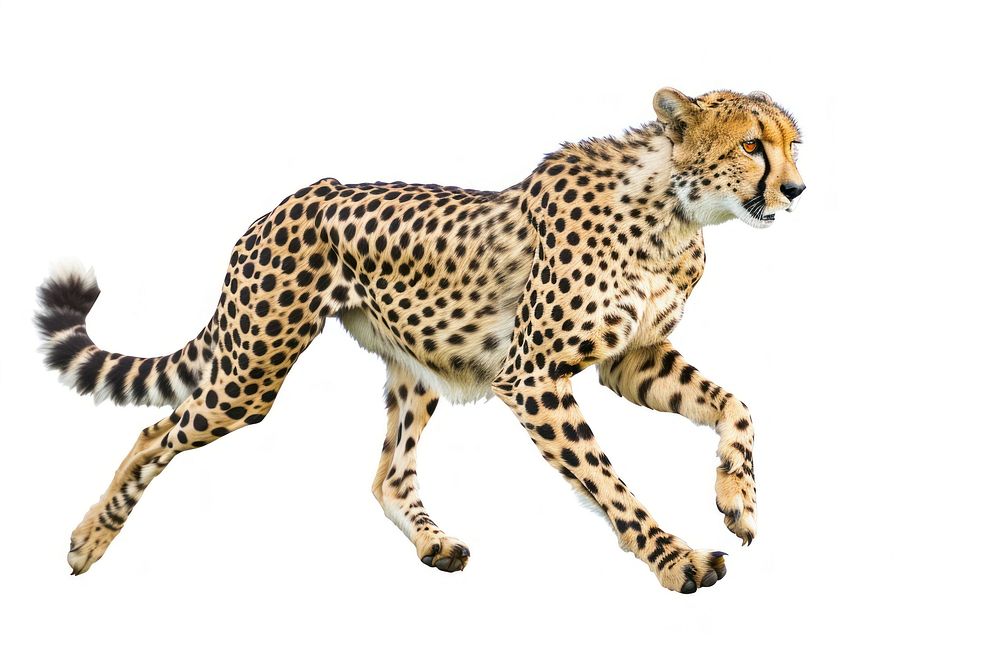 Cheetah running at full speed wildlife animal mammal.
