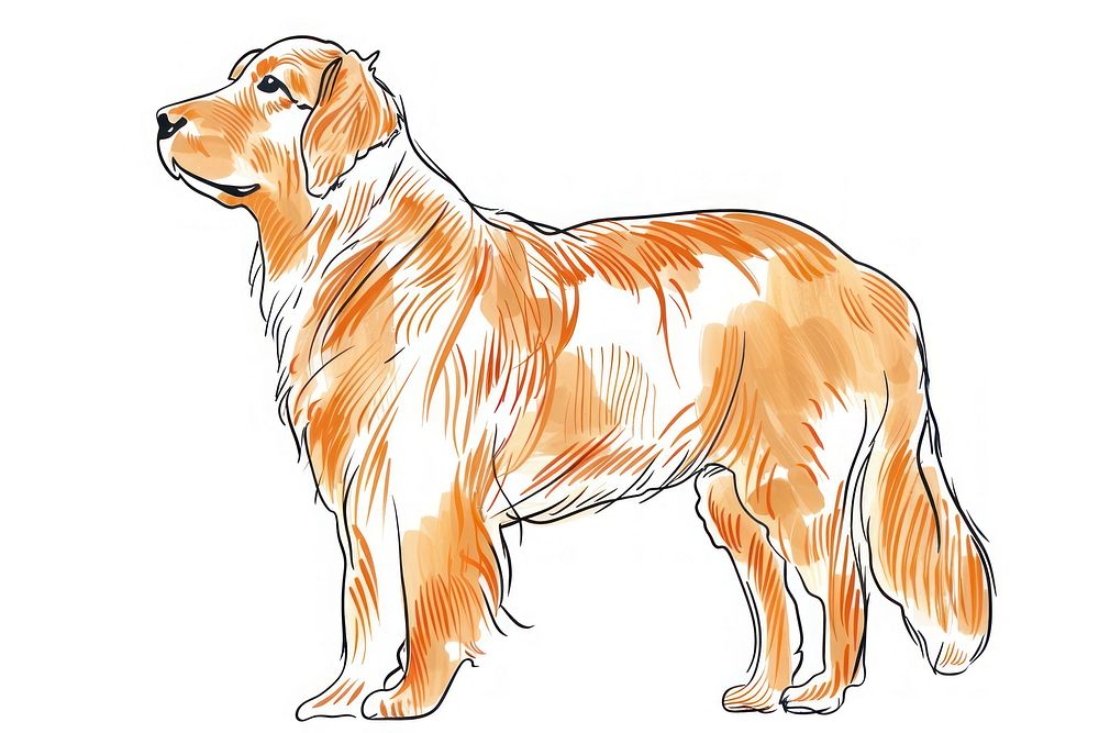 Golden retriever doodle mammal animal dog.
