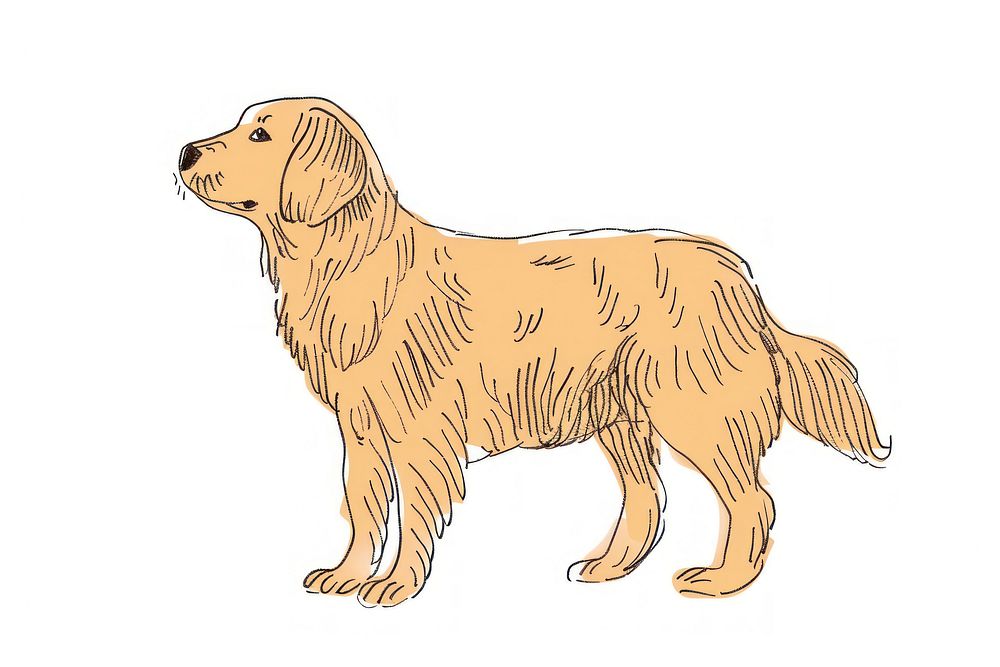 Golden retriever doodle animal mammal dog.
