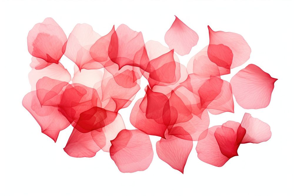 Rose petals backgrounds plant red.