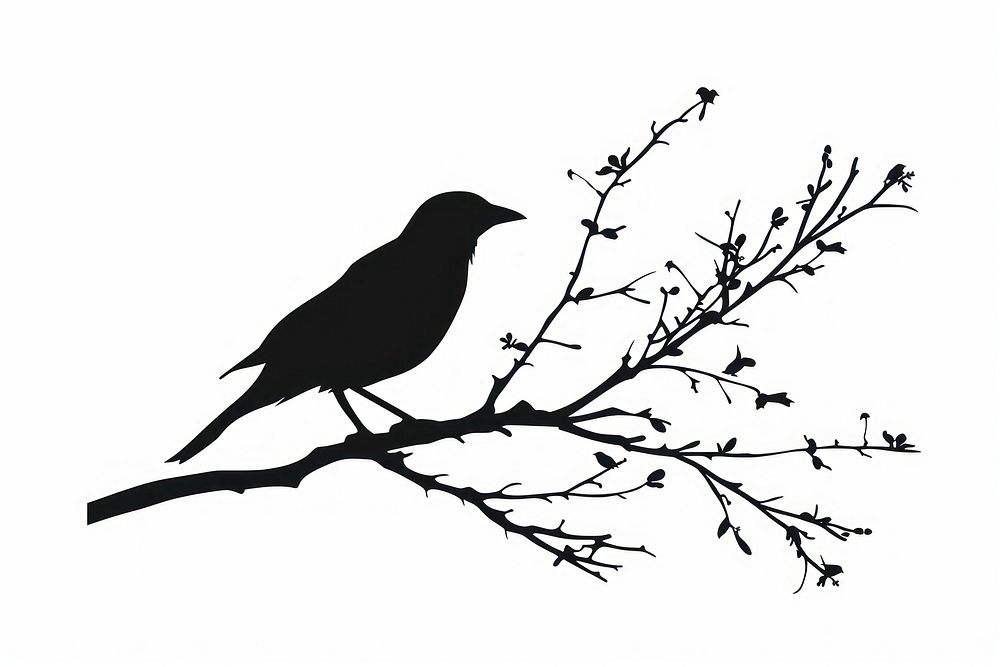 Silhouette bird blackbird agelaius.