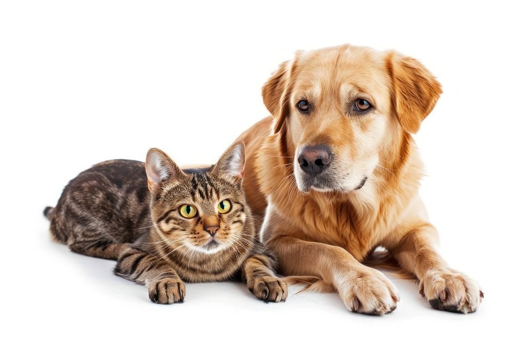 Cat and dog animal mammal pet.
