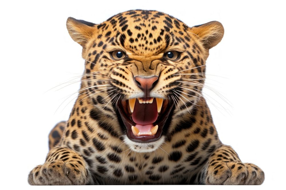 Smiling jaguar wildlife panther leopard.
