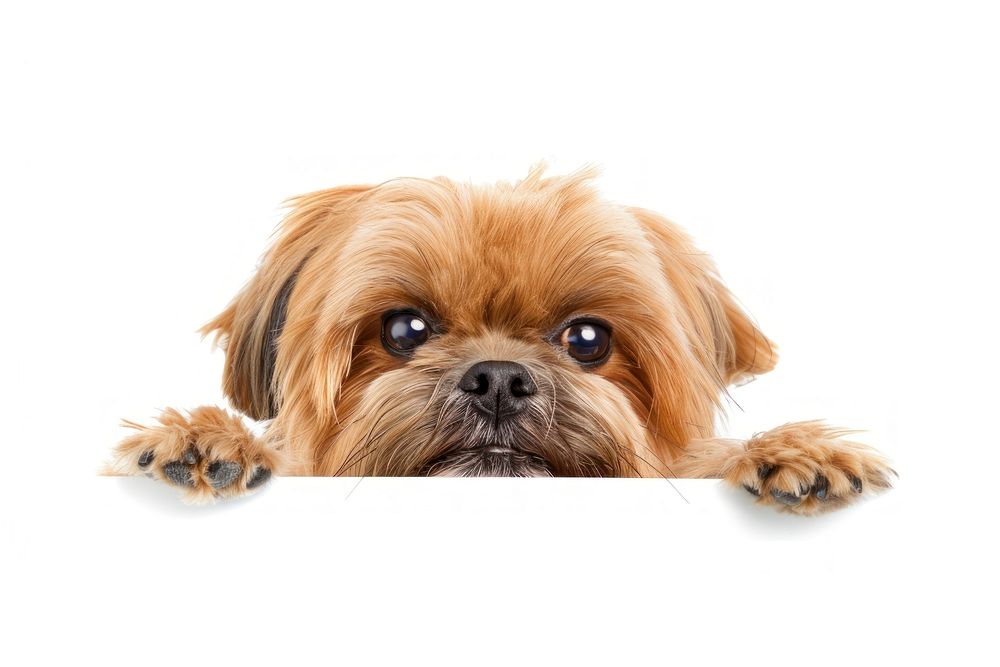 Shih Tzu mammal animal puppy.