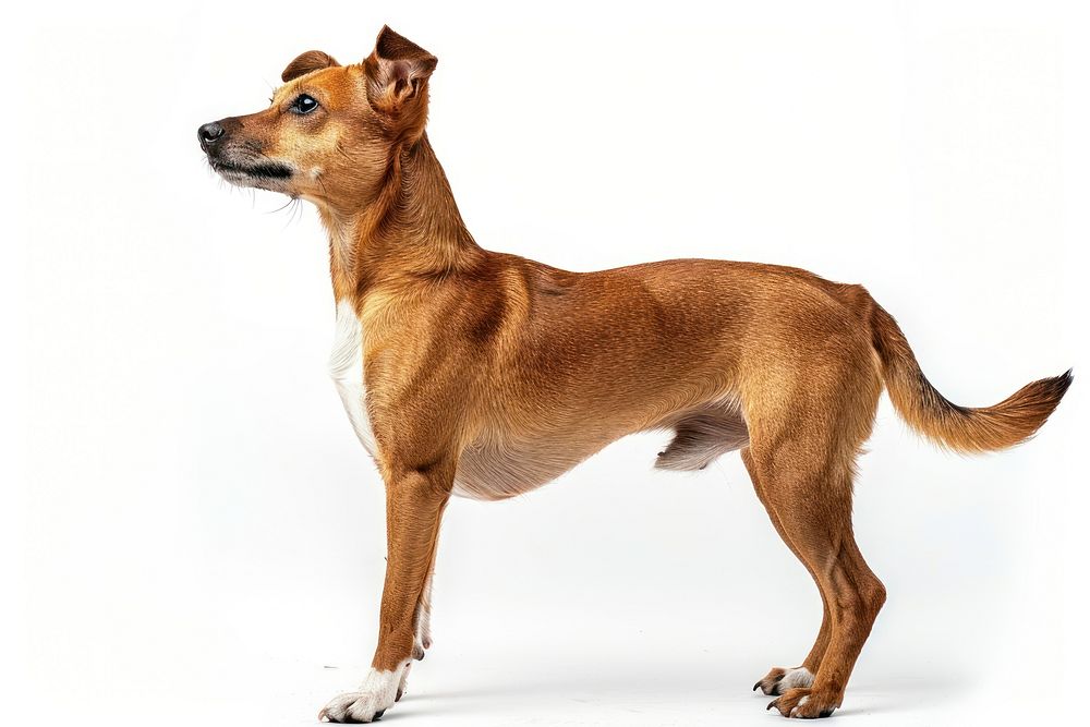 Dog mammal animal hound.
