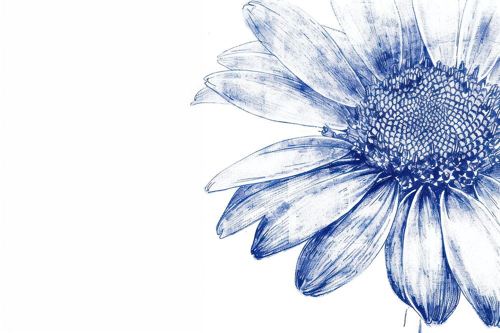 Vintage drawing daisy sketch flower petal.