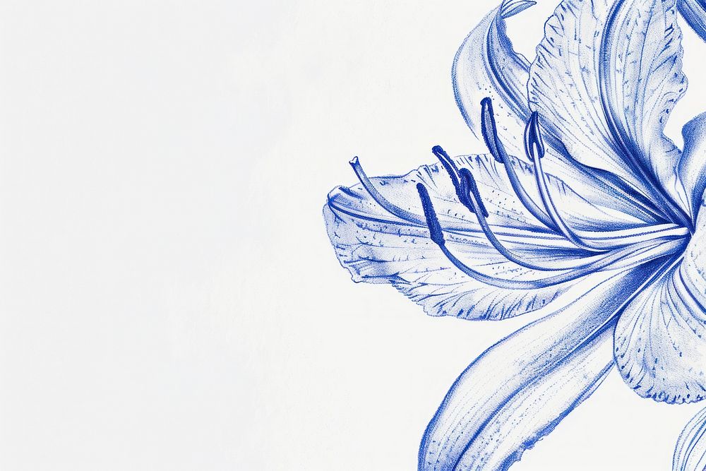 Vintage drawing lily sketch white blue.