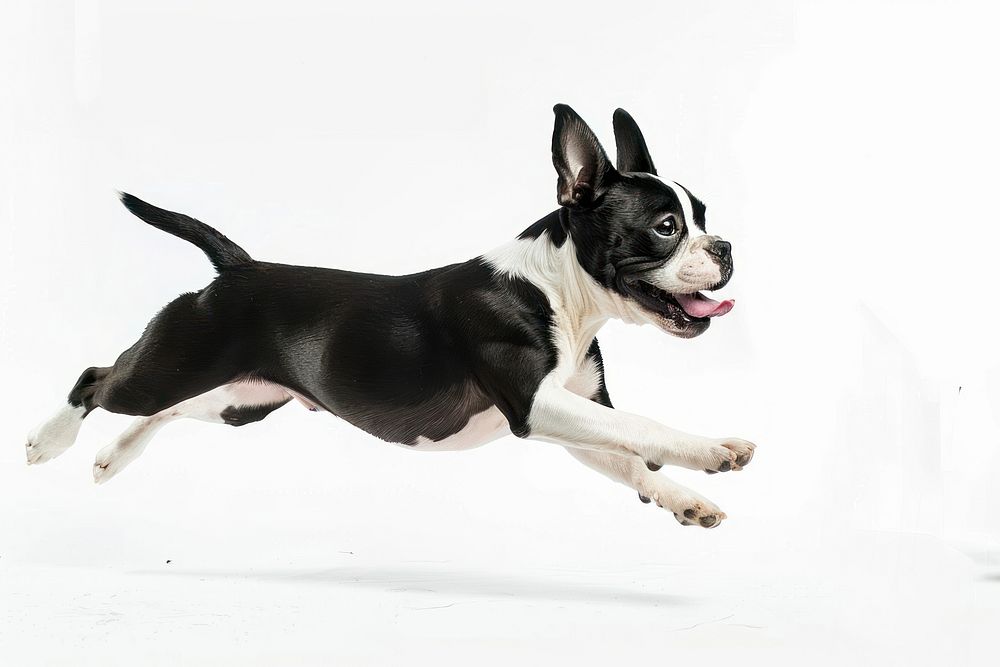 Boston terrier running bulldog animal canine.