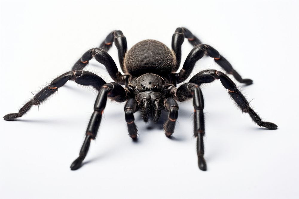 Black tarantula invertebrate arachnid animal.