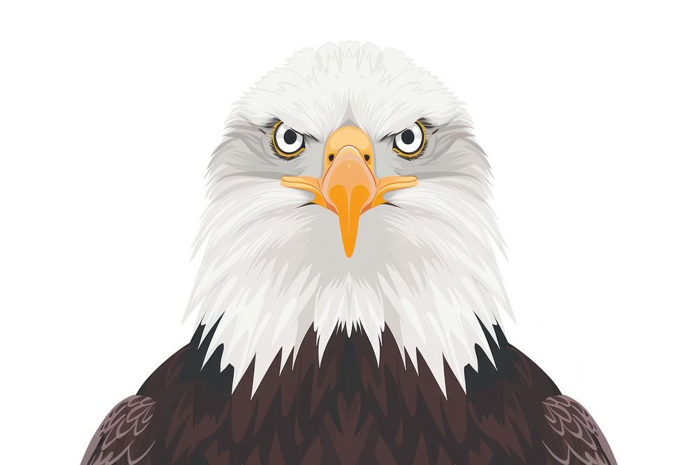 Eagle animal beak bird.