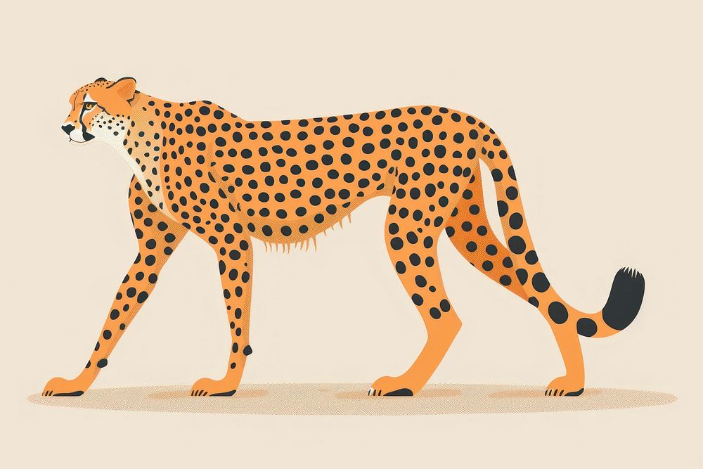 Cheetah cheetah wildlife panther.