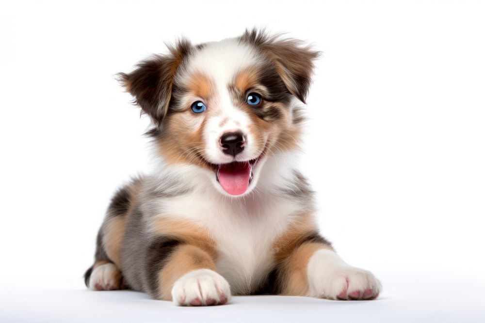 Happy smiling tricolor puppy mammal animal dog.