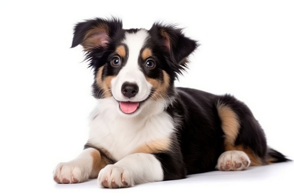 Happy smiling tricolor puppy mammal animal dog.