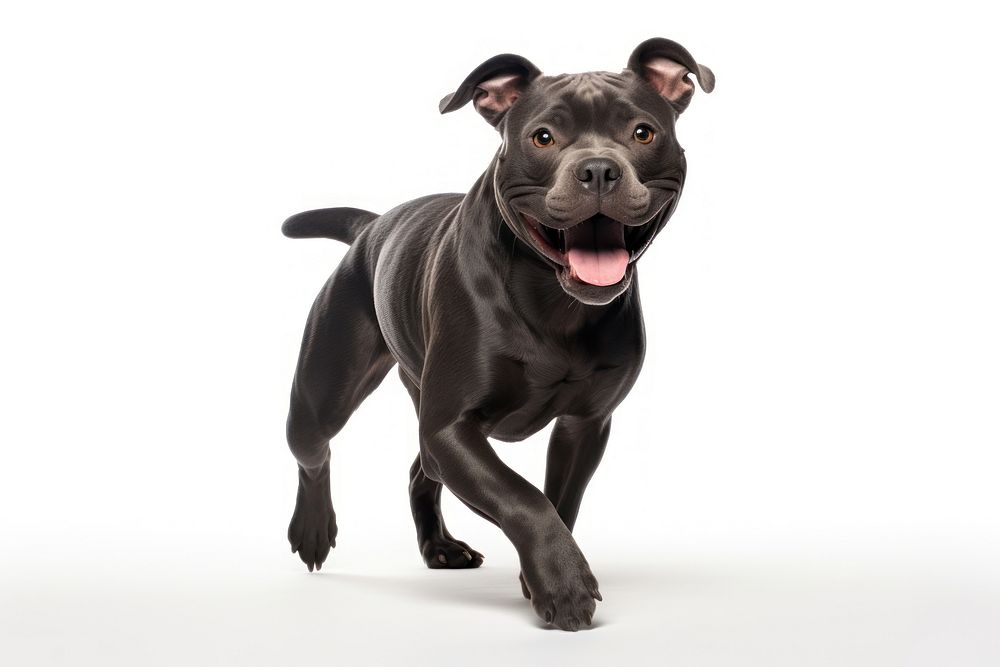 Happy smiling dancing black pitbull mammal animal dog.