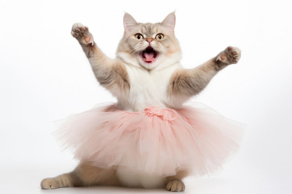 Chartreaux cat dancing portrait mammal.