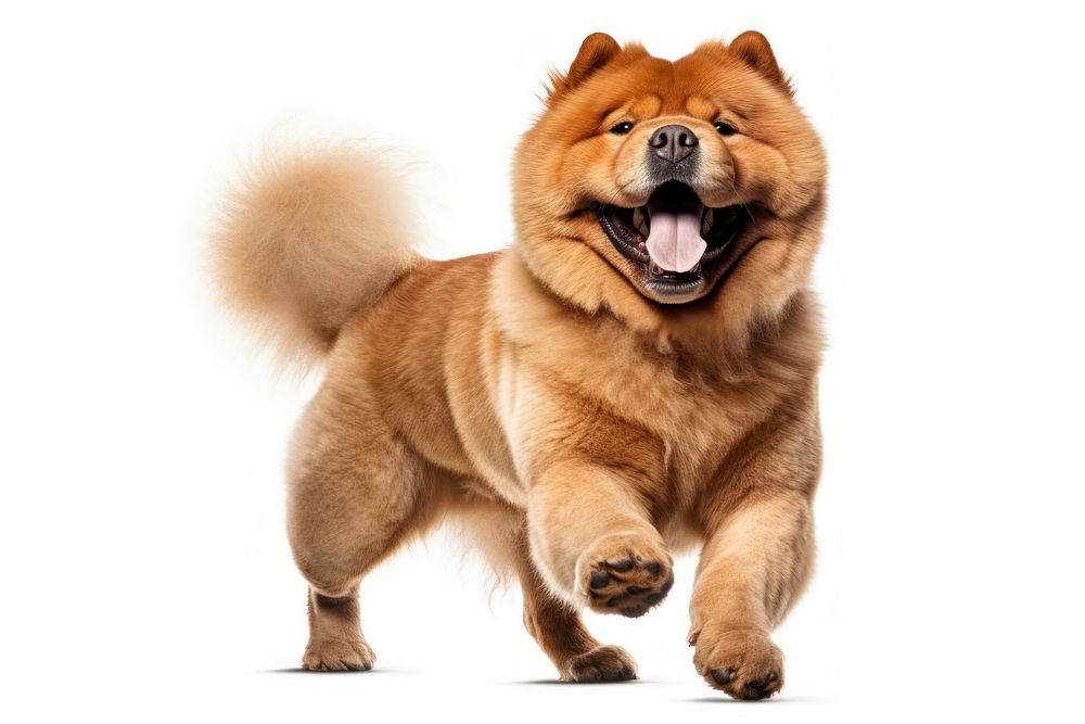 Happy smiling dancing chow chow mammal animal dog.