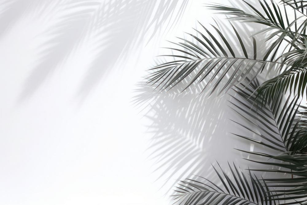 A white wall with green palm leaves and shadows tropical tree vegetation.
